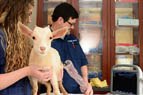 Agriculture and Veterinary Medicine